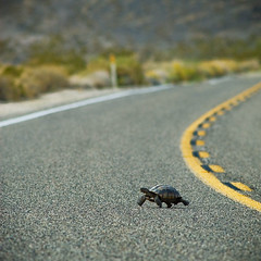 mojave desert tortoise, sur la route