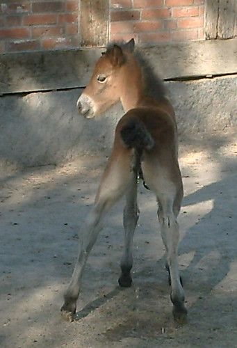 pony pee
