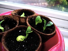 2007.05.07 - squash seedlings