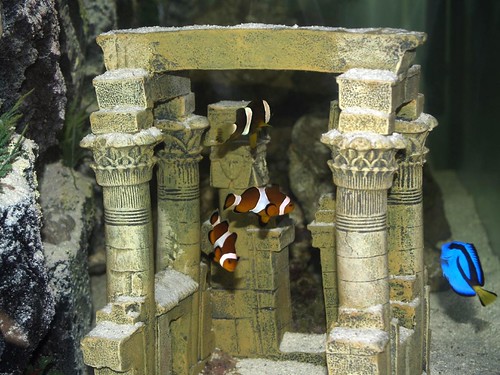 Some aquarium Inhabitants 04