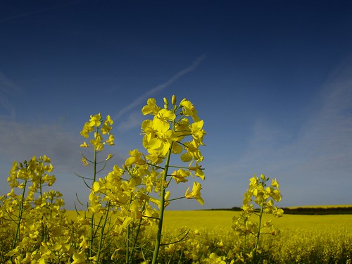 Rapeseed (also known as Canola) field