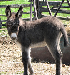 Baby donkey - EEE-ORRR