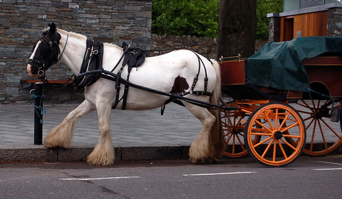 Killarney horse
