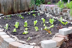 Planted Vegetable Garden