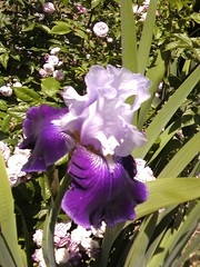 Iris at the rose garden