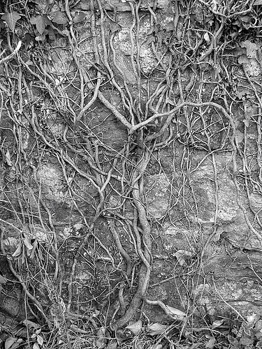 Vines on wall