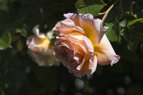 englische Rose