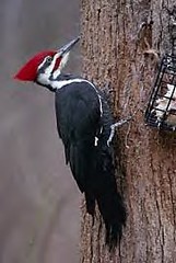 Woodpeckerphoto