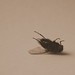 Dead fly - Sepia