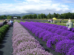 Sequim Lavender Farm