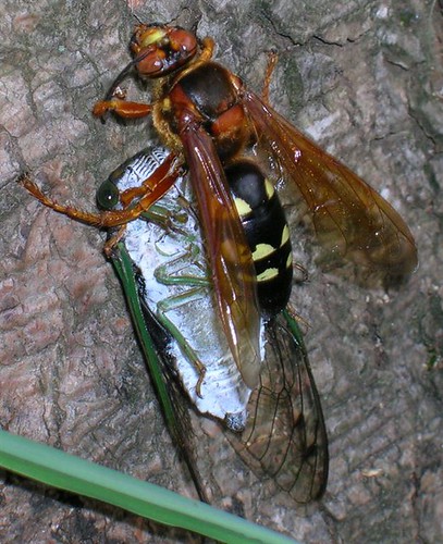 The female Cicada Killer Wasp stings the cicada to paralyze it then flies off to place it in her burrow. She puts a single cicada in each of the "rooms" in