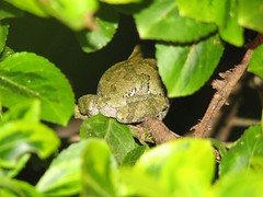 Tree frog booty