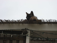 roof cat