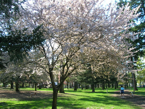 springtime at the park