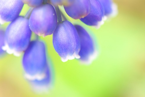 a bell of muscari