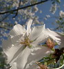 Cherry Blossom DC