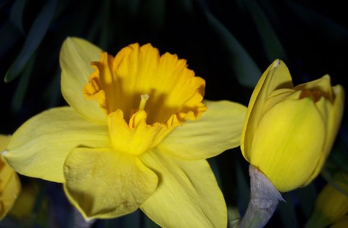 daffodils poem by william wordsworth. Daffodils Poem William