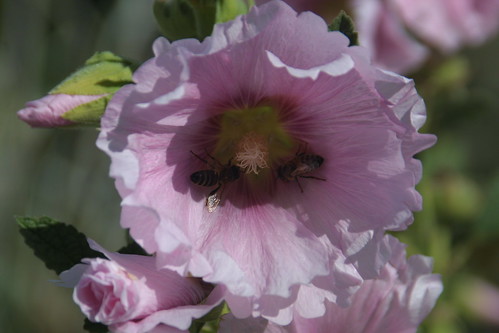 Bees at Collingrove