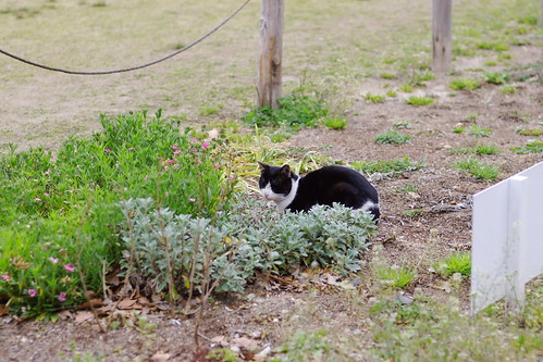 花壇の猫