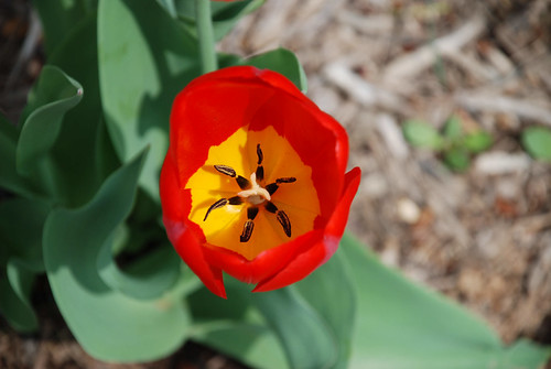 Red Tulip v1