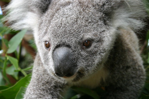 CU Koala