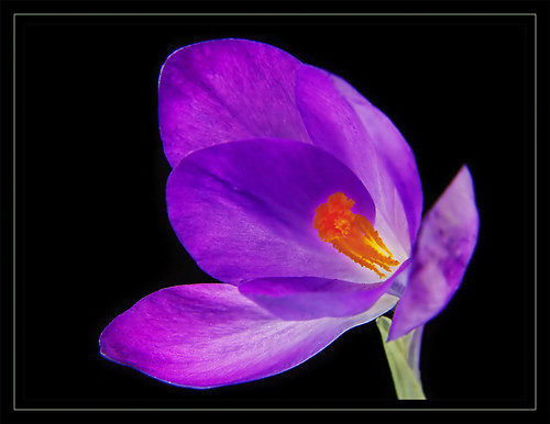  Spring Splendor Crocus purple "black background" 