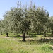 Olive trees