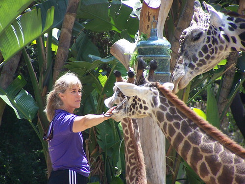 Giraffe and Keeper
