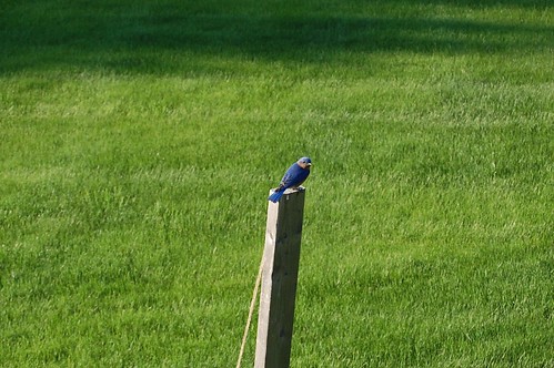 Blue Bird of Happiness.