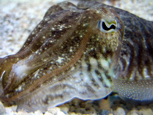 cuttlefish - i love these!