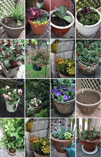 15 potted plants