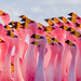 Flamingos Partying