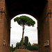 Rome - Palatine Hill Roman Arch framing Italian Stone Pine Tree