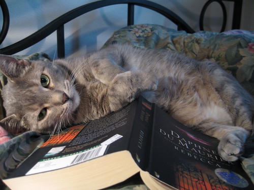 No book. Cat.