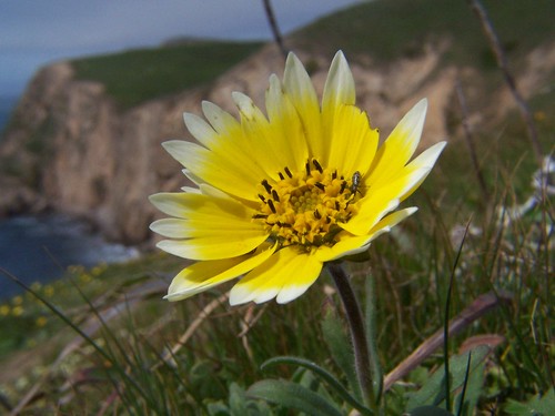 20070401 Wildflower