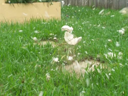 Exploding Mushrooms