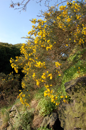 Edinburgh Calton Hill flowers