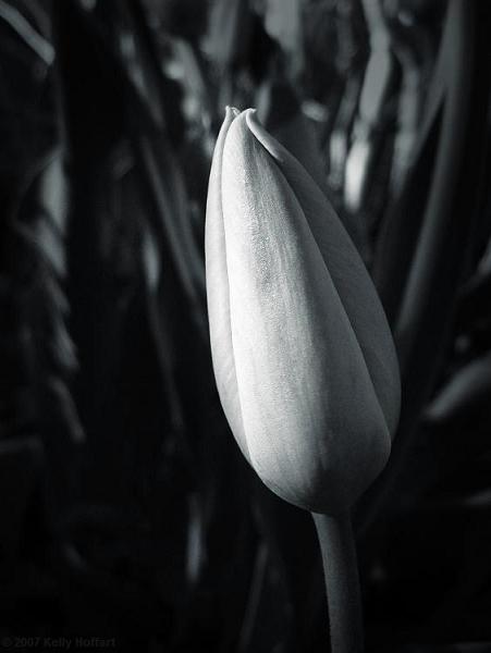 Unopened Tulip