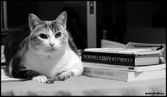 Gato e livros... (by Loca....)
