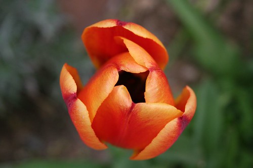 tulip opening, print