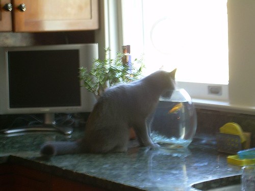 thirsty kitty