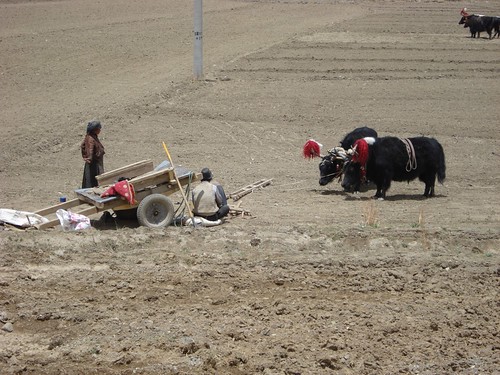 Ploughing with yaks close to Shigatse