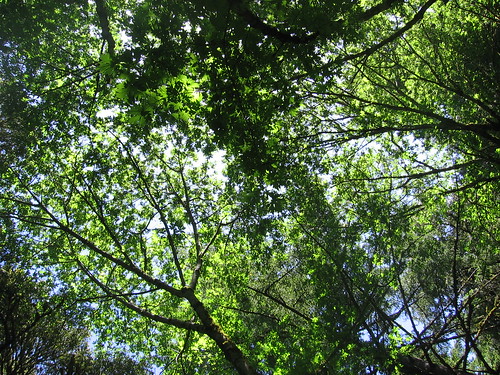 Light through the tree canopy.