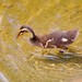 Duckling on Gold