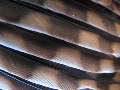 Wing feathers <span class=
