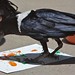 crow painting