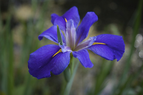 water iris 3