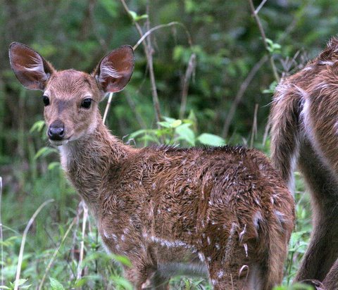 Spotted deer fawn Bandipur