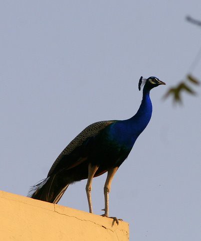 Peacock on the Roof 1