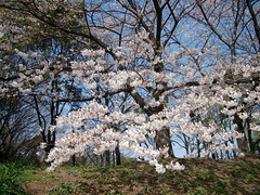 Sakura - cherry blossoms